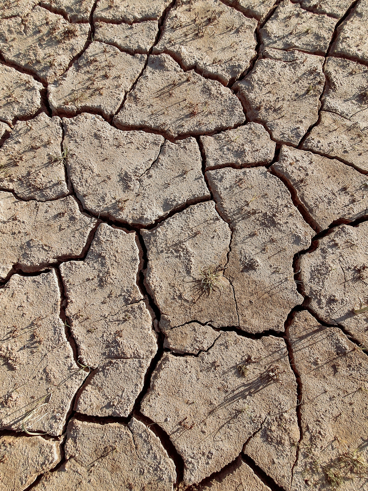brown and white dirt ground