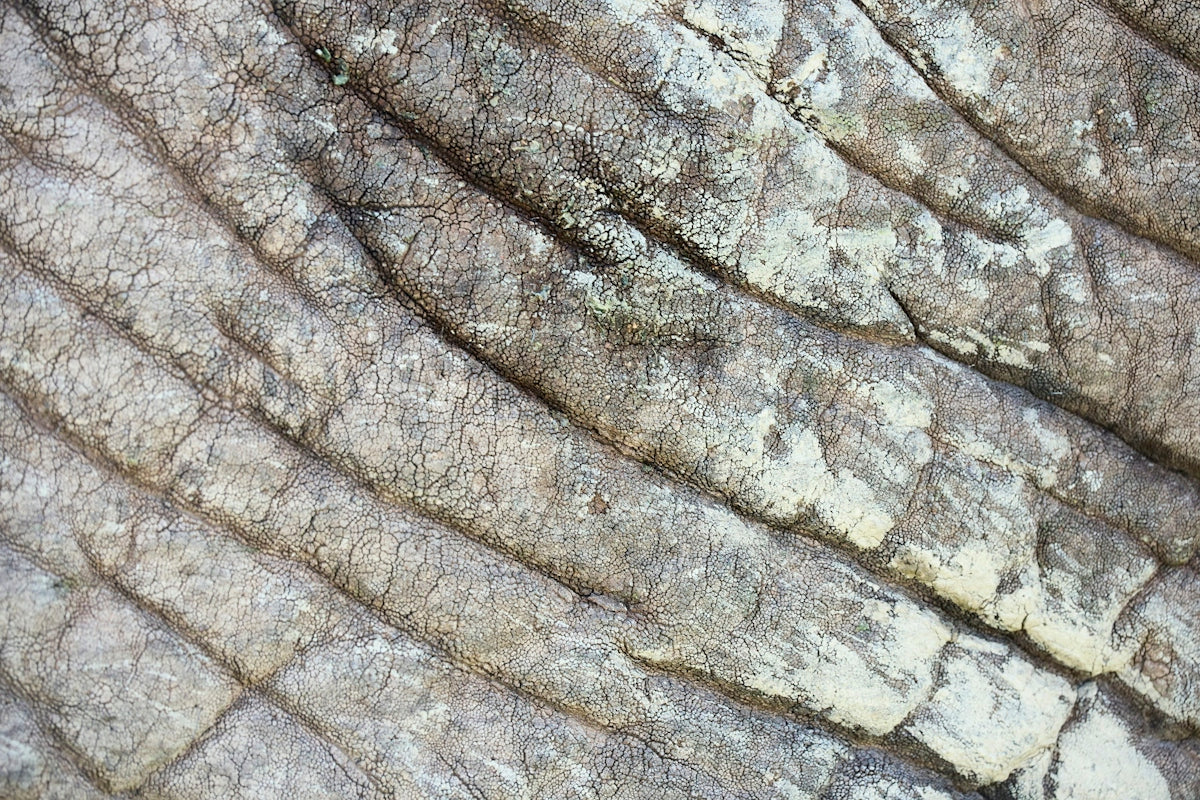 Close-up of textured elephant skin